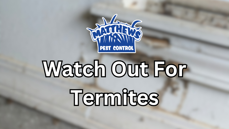 Watch Out for Termites