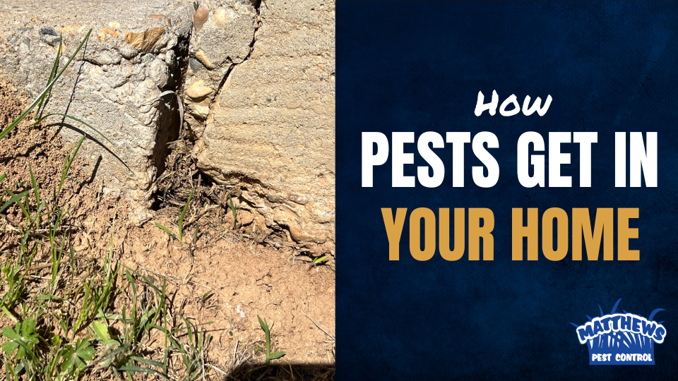 How Pests Get in Your Home