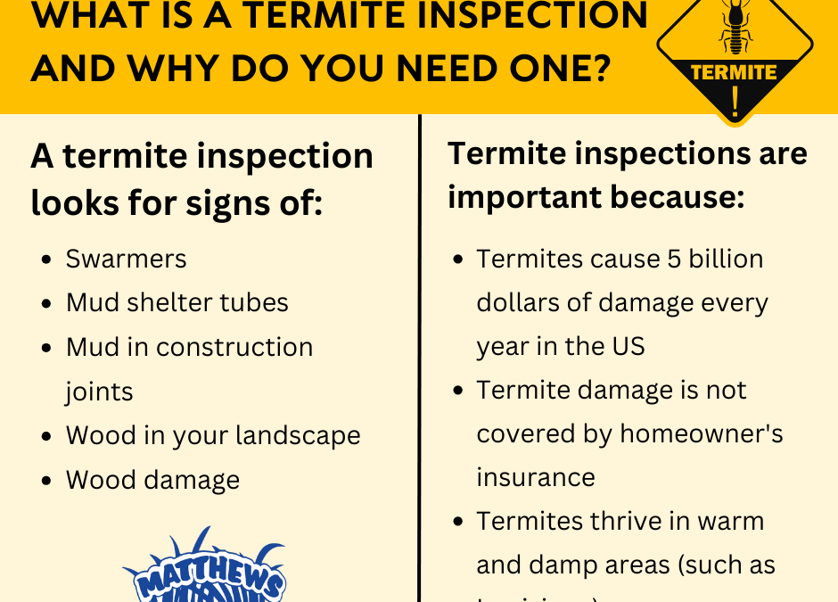 What is a Termite Inspection and Why Might You Need One?