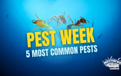 5 Most Common Pests