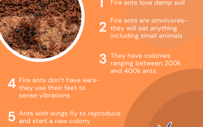 Facts About Fire Ants