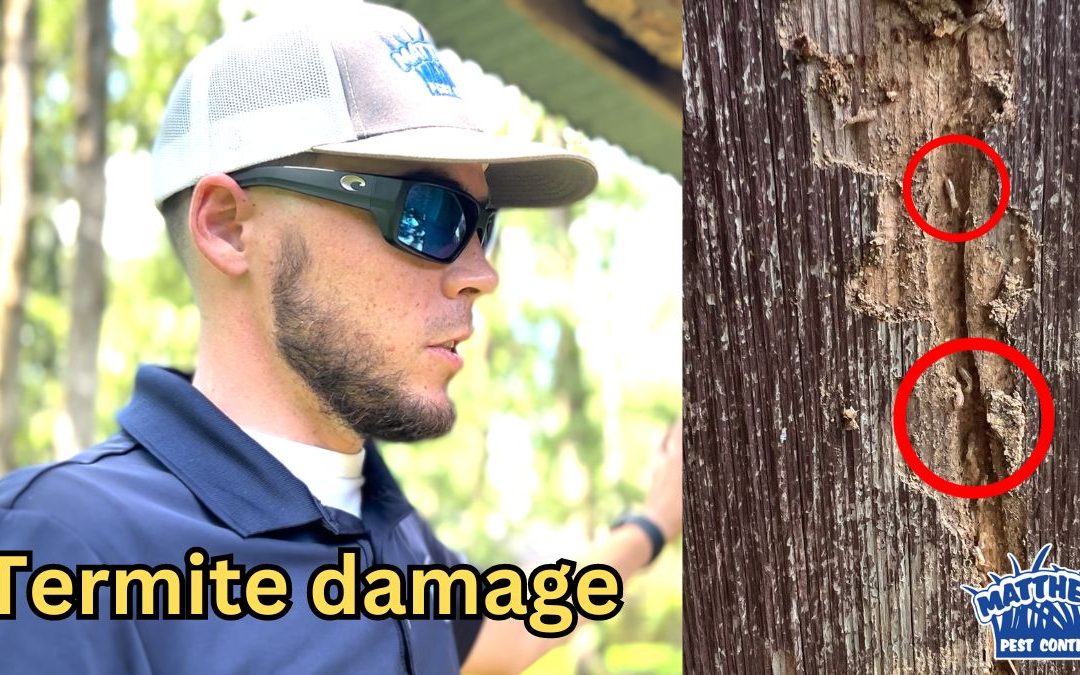 Why We Recommend Termite Inspections