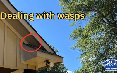 Keep Wasps Away