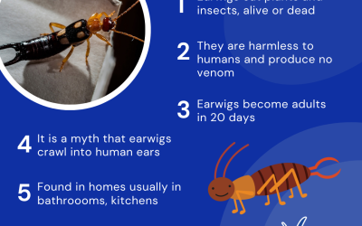 Earwig Facts