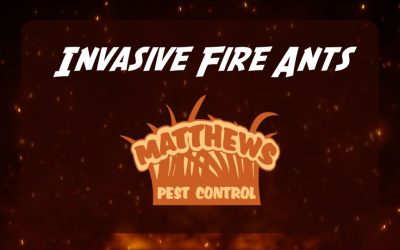 Dealing With Fire Ants