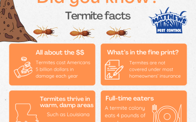 Did You Know? Termite Facts