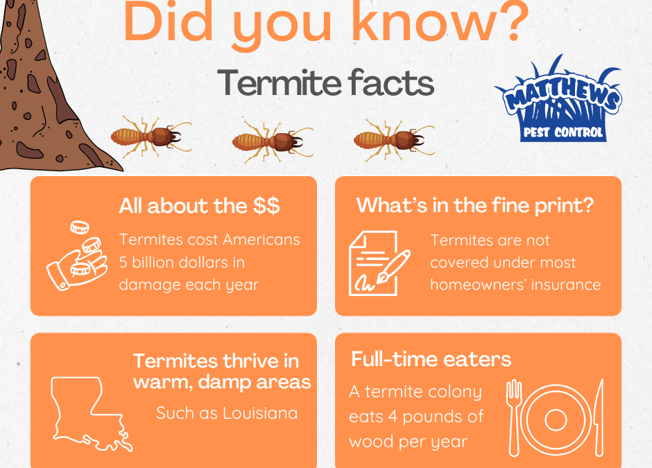 Did You Know? Termite Facts