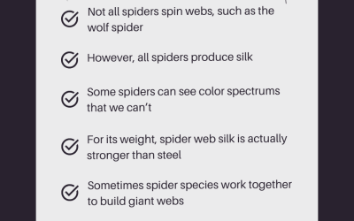 Fact Friday: 6 Strange Spider Facts