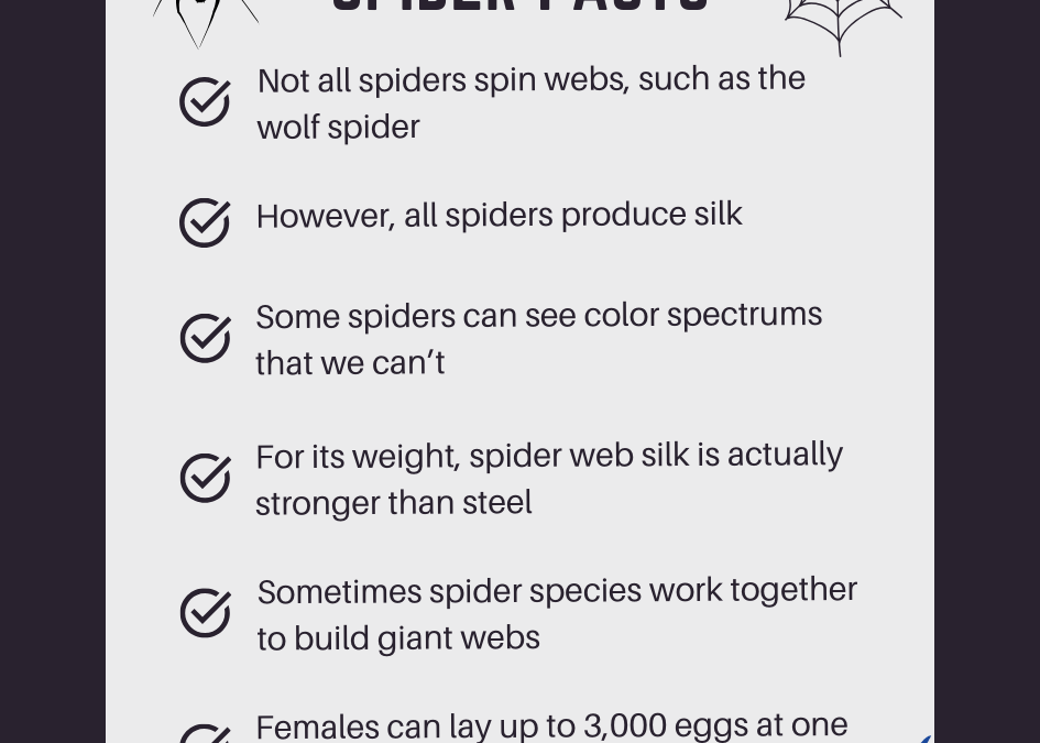 Fact Friday: 6 Strange Spider Facts