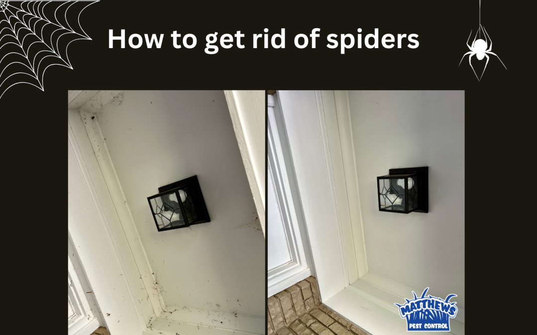 How to Keep Spiders Out