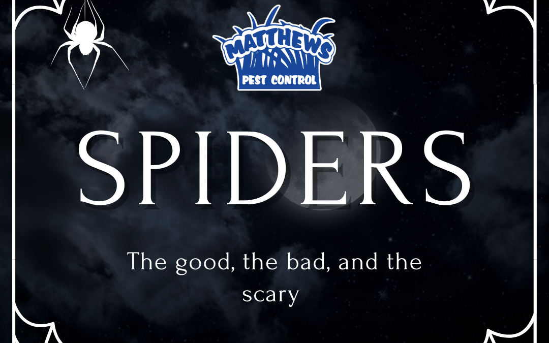 Spiders: The Good, the Bad and the Scary