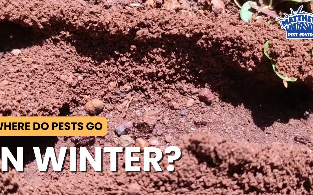 Where Do Pests Go in Winter?