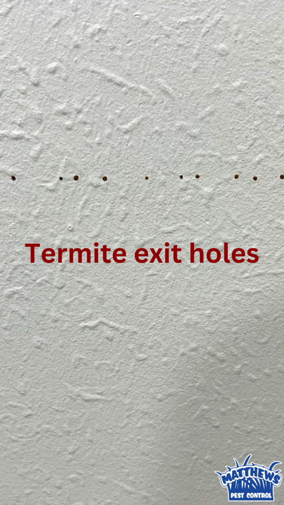 Photo of tiny holes in a white wall. Text under them says termite exit holes