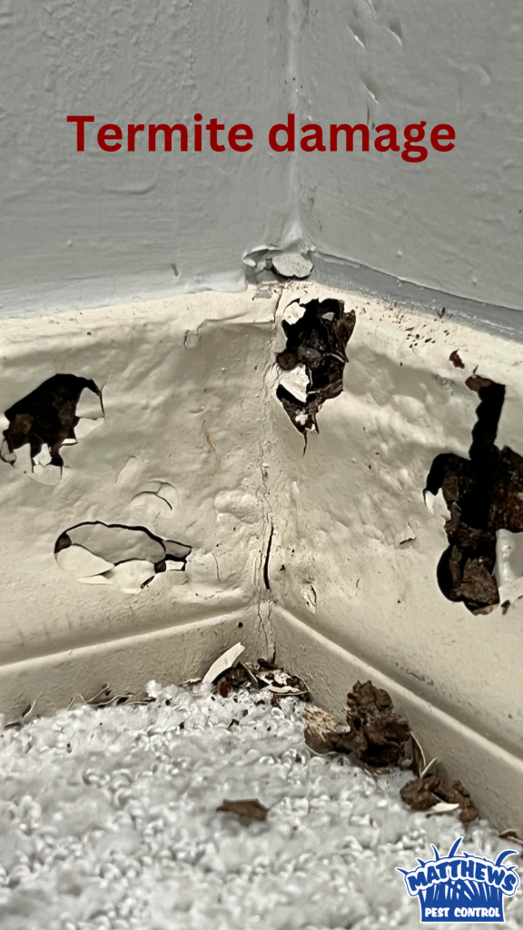 Photo of white baseboards with large chunks missing and debris scattered around the carpet