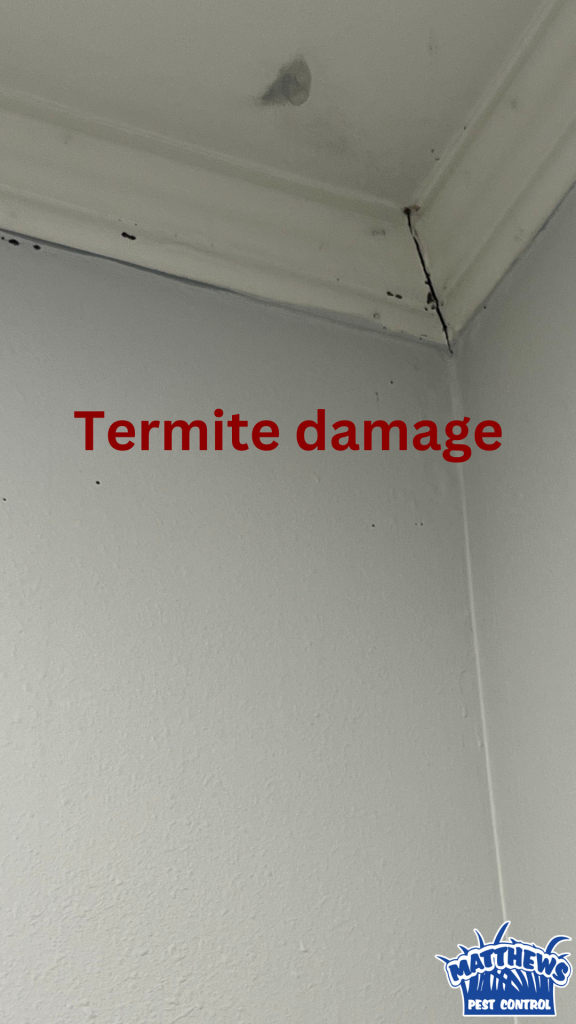 Photo of the corner of a ceiling with a black crack between the ceiling panels. Text says termite damage