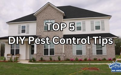 Top 5 DIY Pest Control Tips