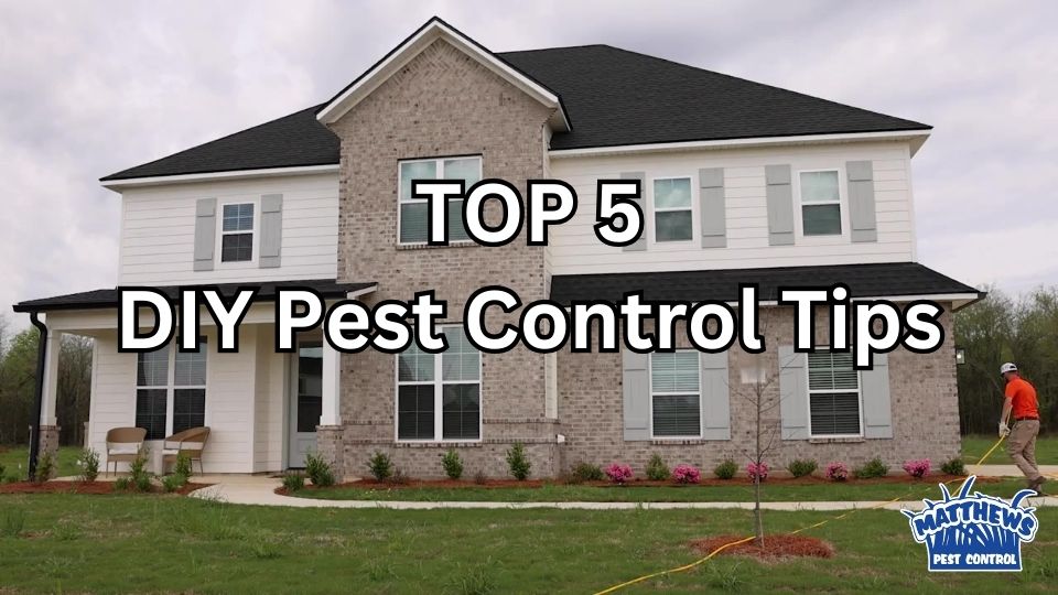 Top 5 DIY Pest Control Tips