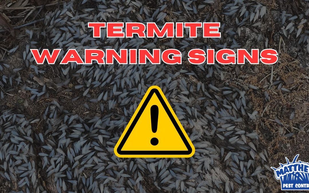 5 Signs of Termite Activity