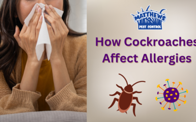 How Cockroaches Affect Allergies