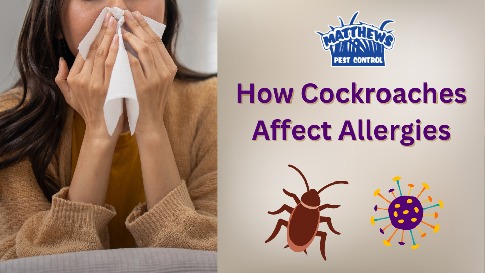 How Cockroaches Affect Allergies