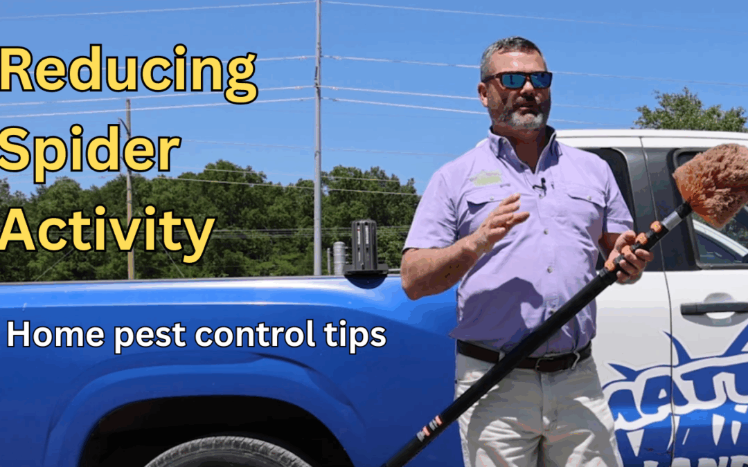 DIY Pest Control: Reducing Spider Activity