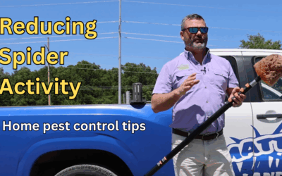 DIY Pest Control: Reducing Spider Activity
