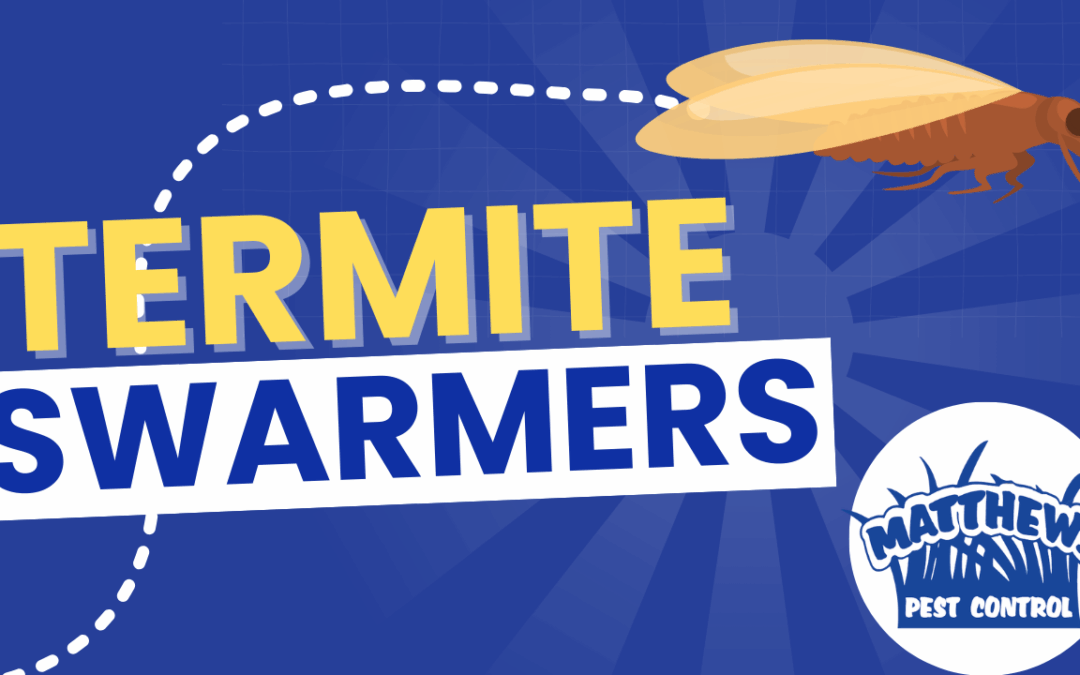 Termite Swarmers Are No Joke