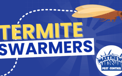 Termite Swarmers Are No Joke