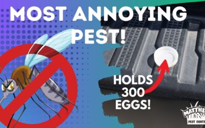 How to Defeat Mosquitos