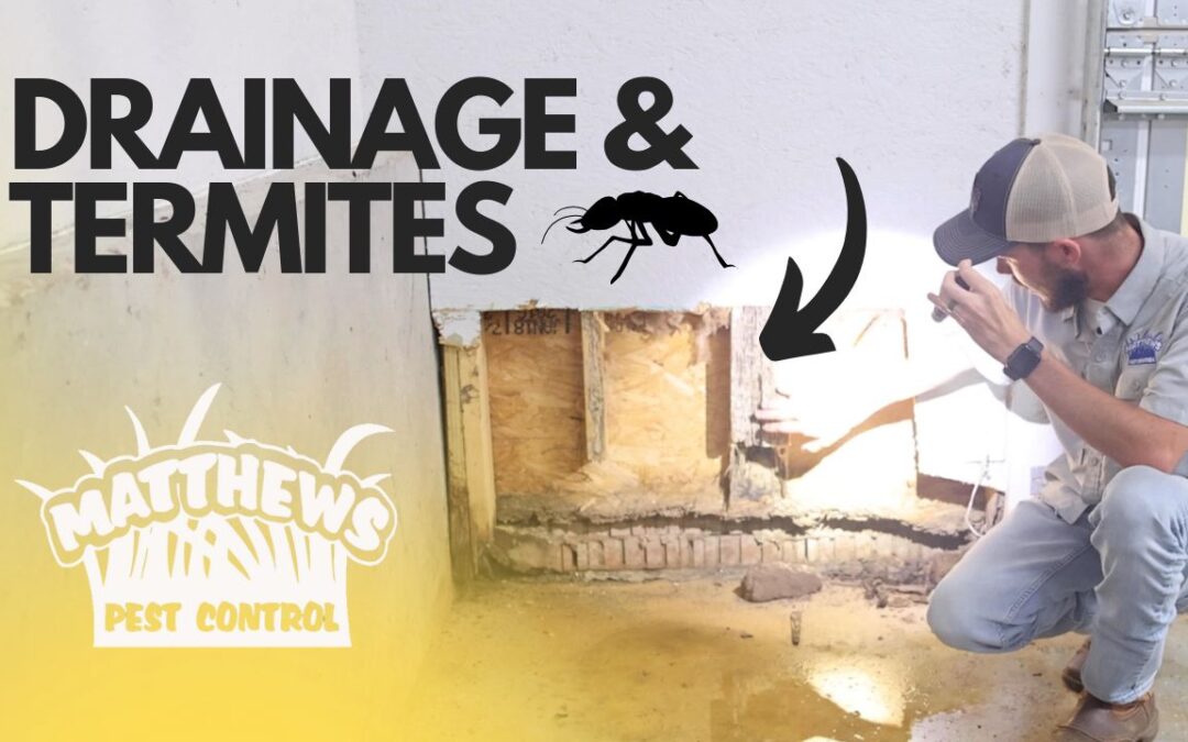 Drainage and Termites